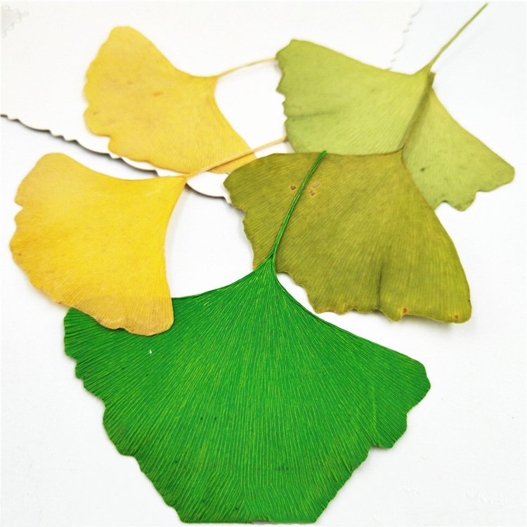 I635 Ginkgo Biloba with Branched Flowers Handmade Bookmark Decorations Dried Pressed Leaves