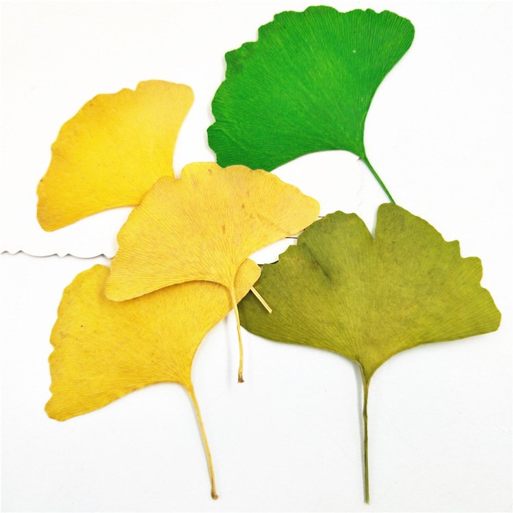 I635 Ginkgo Biloba with Branched Flowers Handmade Bookmark Decorations Dried Pressed Leaves