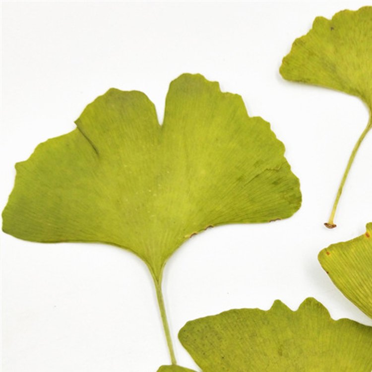 I635 Ginkgo Biloba with Branched Flowers Handmade Bookmark Decorations Dried Pressed Leaves