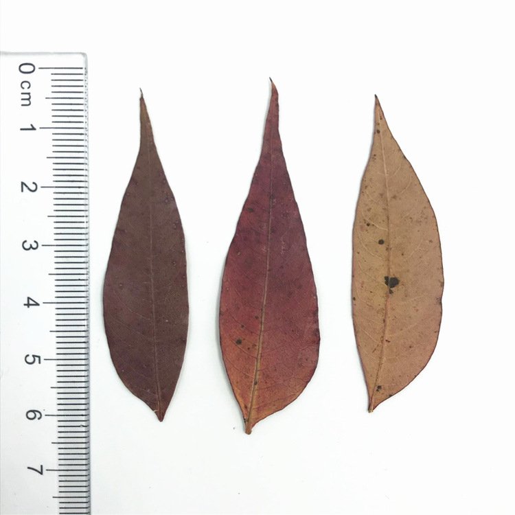 Toxicodendron Succedaneum Leaf Real Leaf Dried Flower Material Pack, Plant Specimen Dried Flower Pressed Flower Bookmark