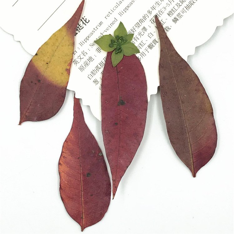 Toxicodendron Succedaneum Leaf Real Leaf Dried Flower Material Pack, Plant Specimen Dried Flower Pressed Flower Bookmark