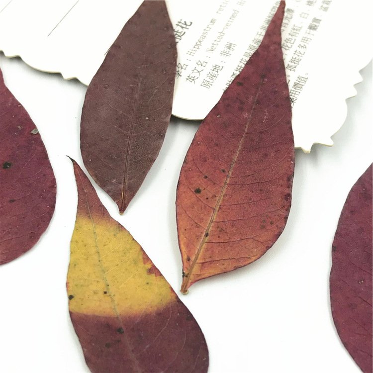 Toxicodendron Succedaneum Leaf Real Leaf Dried Flower Material Pack, Plant Specimen Dried Flower Pressed Flower Bookmark