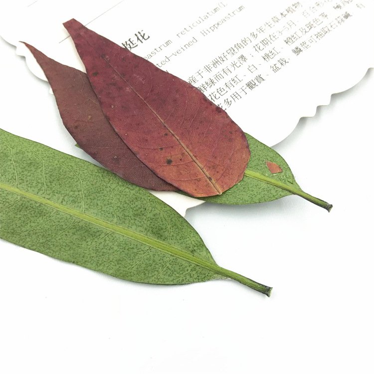 Toxicodendron Succedaneum Leaf Real Leaf Dried Flower Material Pack, Plant Specimen Dried Flower Pressed Flower Bookmark