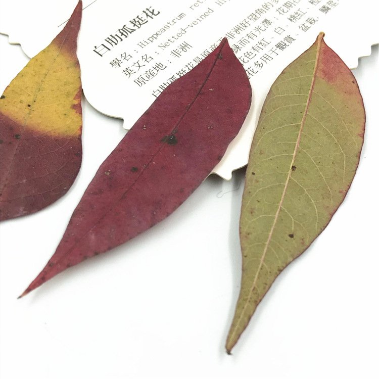 Toxicodendron Succedaneum Leaf Real Leaf Dried Flower Material Pack, Plant Specimen Dried Flower Pressed Flower Bookmark