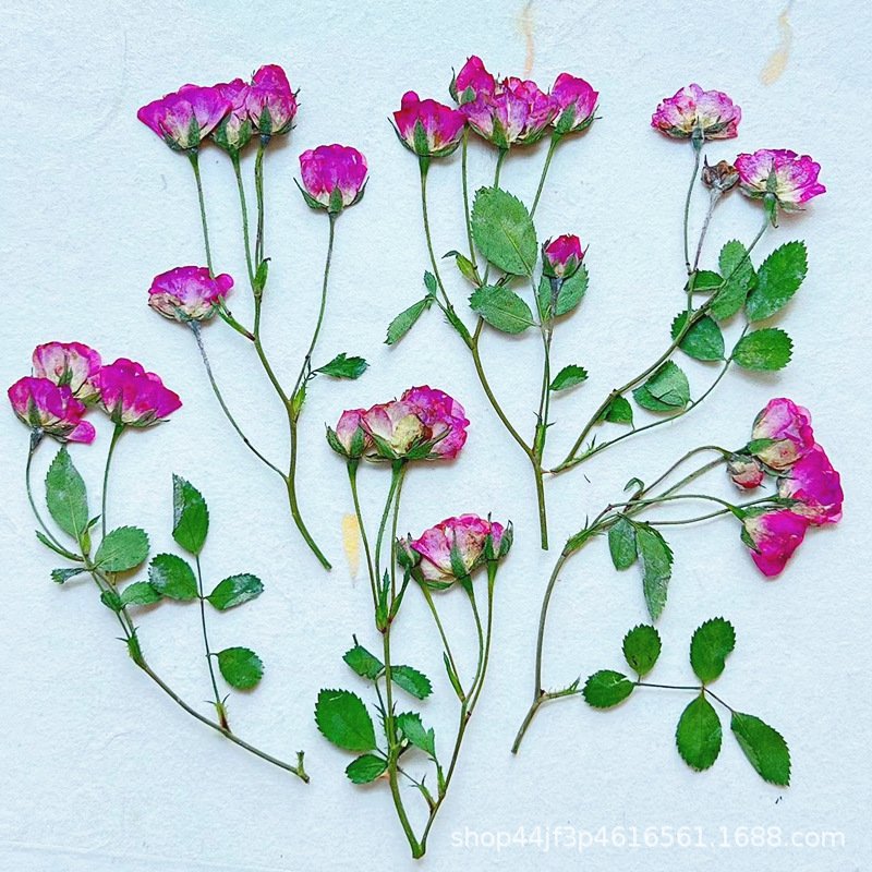 Rape Dried Pressed Flower Natural Flower Handmade Material Dyed Flowers