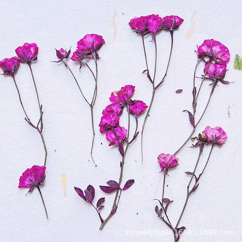 Rape Dried Pressed Flower Natural Flower Handmade Material Dyed Flowers