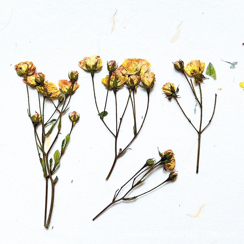 Rape Dried Pressed Flower Natural Flower Handmade Material Dyed Flowers
