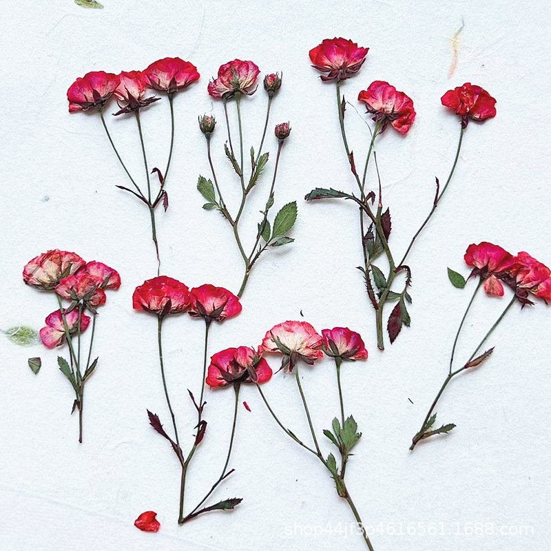 Rape Dried Pressed Flower Natural Flower Handmade Material Dyed Flowers