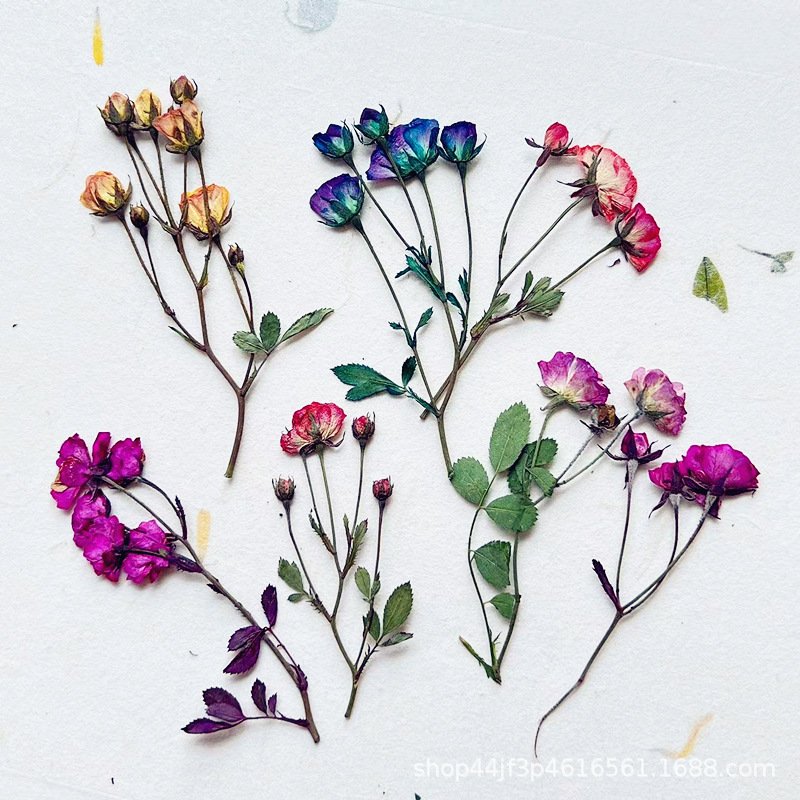 Rape Dried Pressed Flower Natural Flower Handmade Material Dyed Flowers