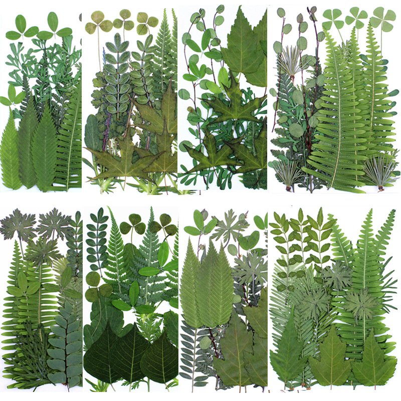 21pcs Assorted Real Dried Pressed Leaves Natural Dry Leaves for Art Craft DIY Phone Case
