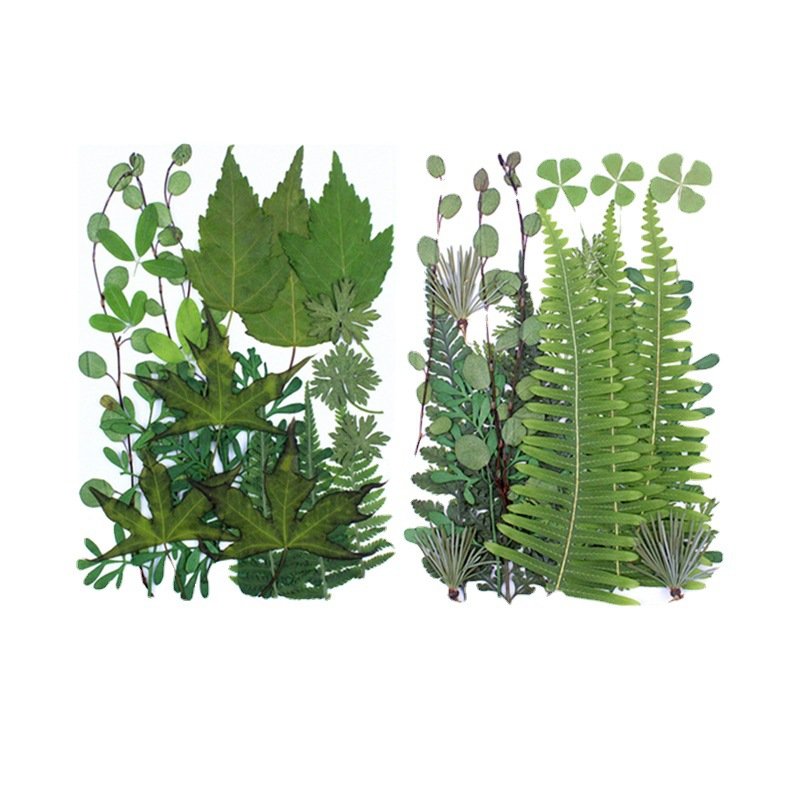 21pcs Assorted Real Dried Pressed Leaves Natural Dry Leaves for Art Craft DIY Phone Case