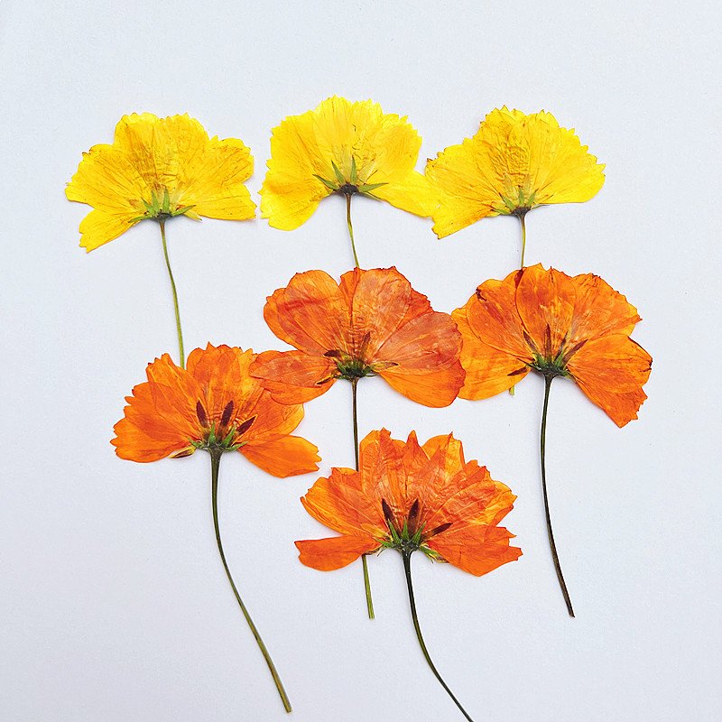 Sulphurea Sulfide Chrysanthemum Dried Side-Pressed Flowers Pressed Card Bookmark Making