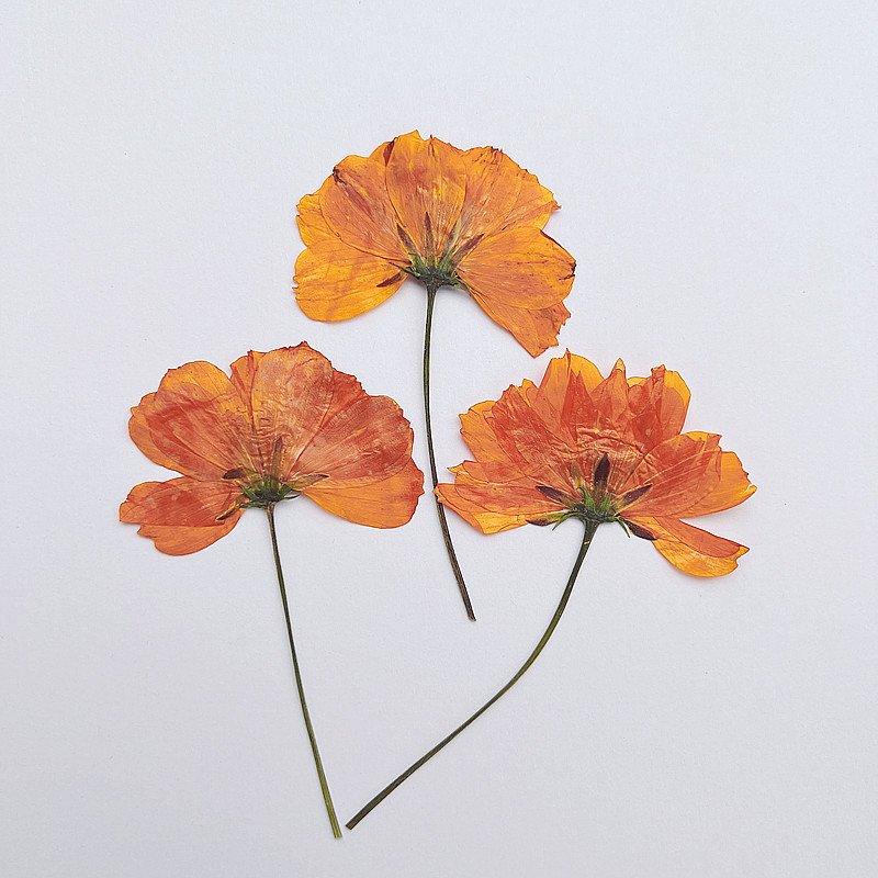 Sulphurea Sulfide Chrysanthemum Dried Side-Pressed Flowers Pressed Card Bookmark Making