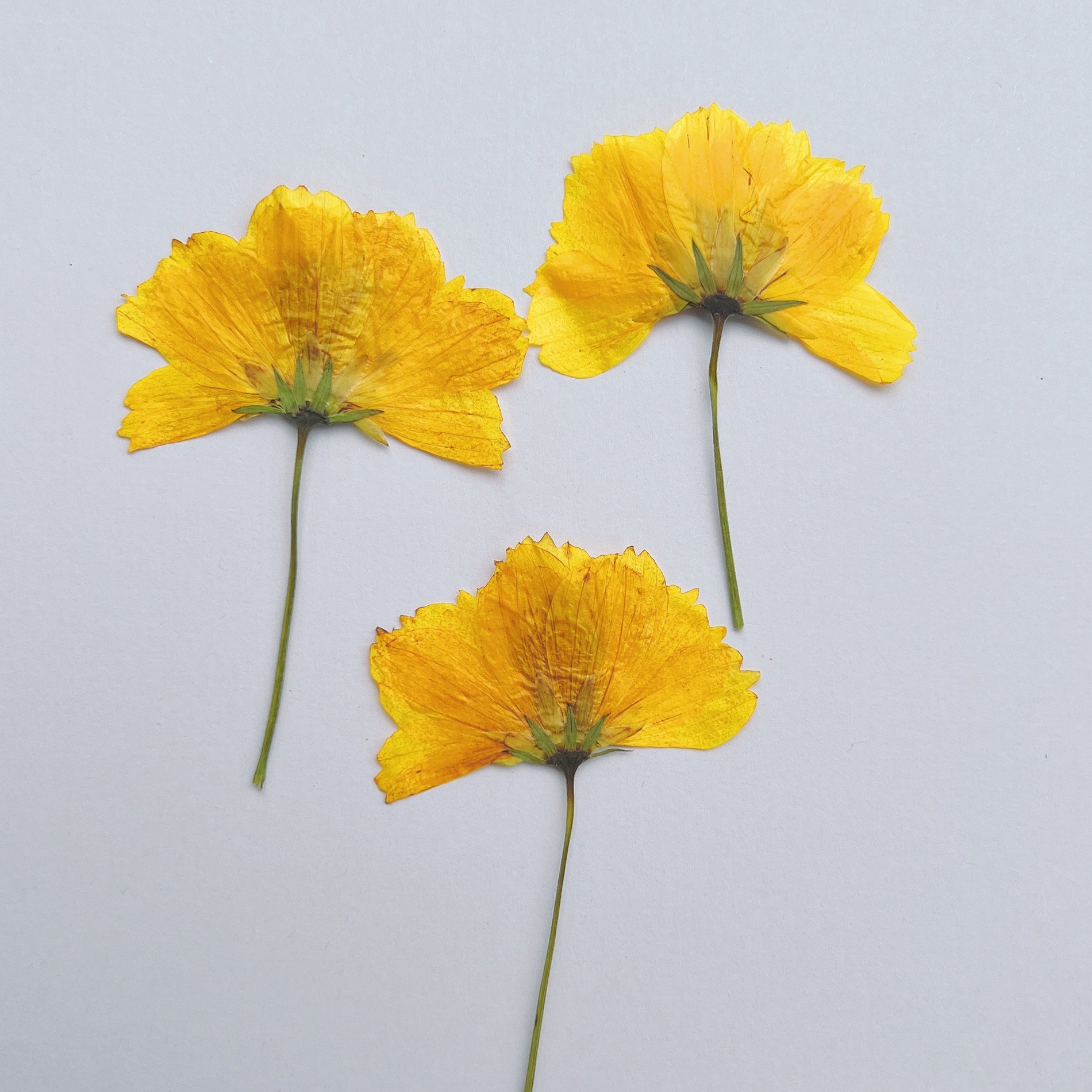 Sulphurea Sulfide Chrysanthemum Dried Side-Pressed Flowers Pressed Card Bookmark Making