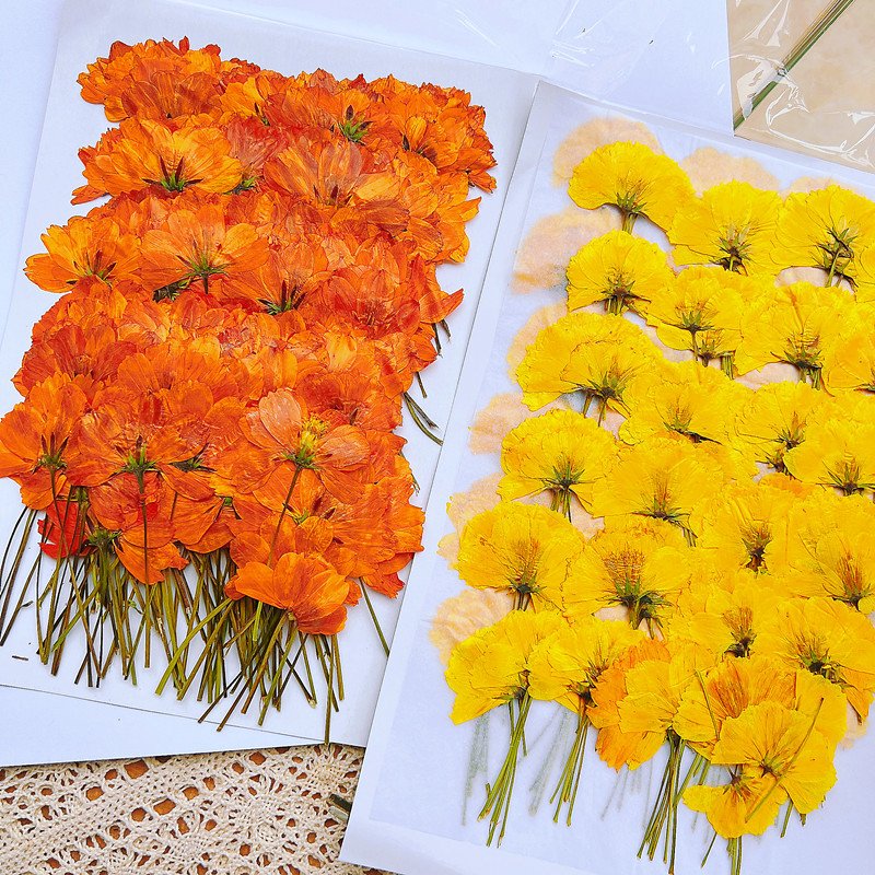 Sulphurea Sulfide Chrysanthemum Dried Side-Pressed Flowers Pressed Card Bookmark Making