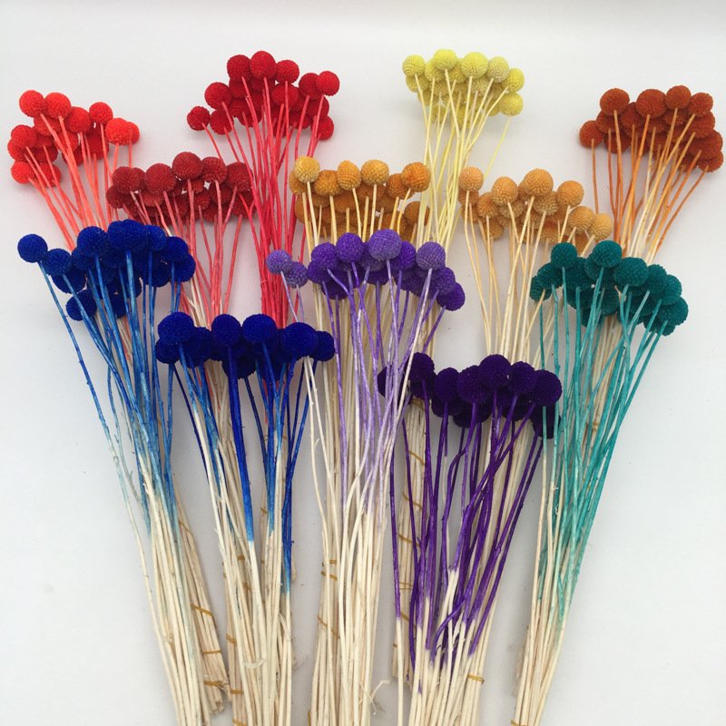 Hot Selling Preserved Craspedia Billy Ball Flowers Dry Craspedia Golden Balls Yellow Natural Home Decor Dried Flowers