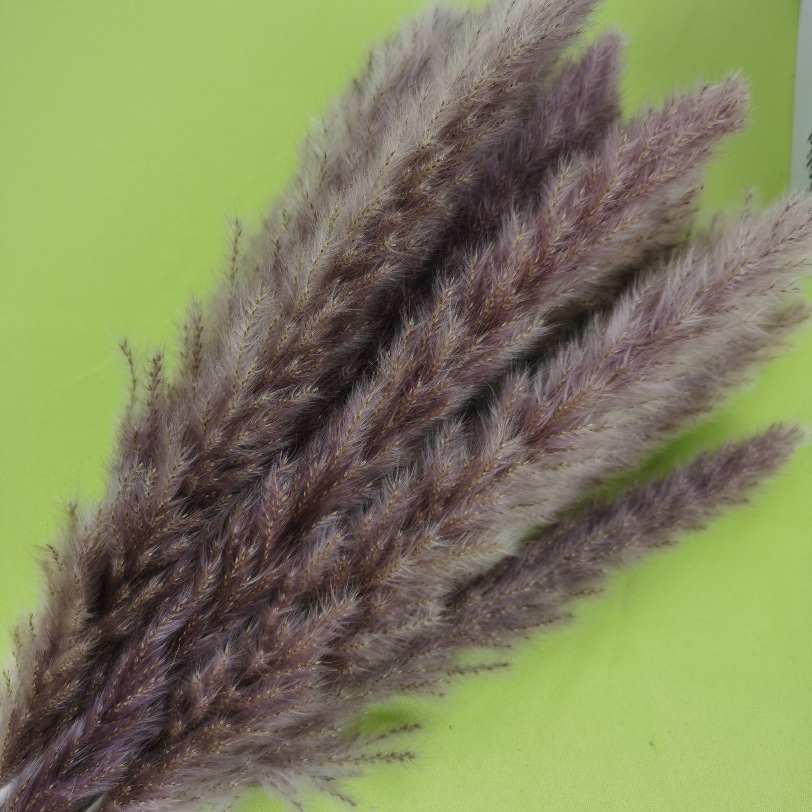 Small Reeds Pampas Grass Whisks Rabbit Tail Grass Natural Dried Flower Bouquets Boho Flower Arrangements Wedding Home Decorating