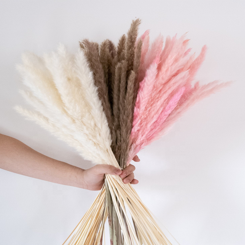 Factory Supply Natural Dried Pampas Grass Flower Dried Flowers and Plants for Home Wedding Party Decor