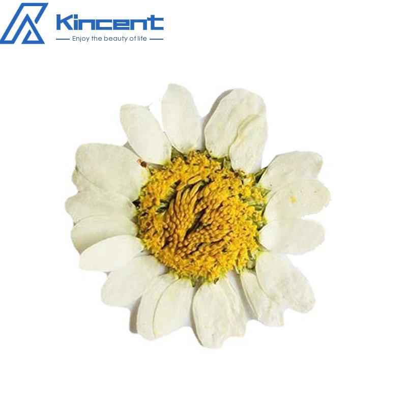 Natural Real Flowers Dried Pressed Little Daisy Original Color Dried Pressed Flowers For Resin