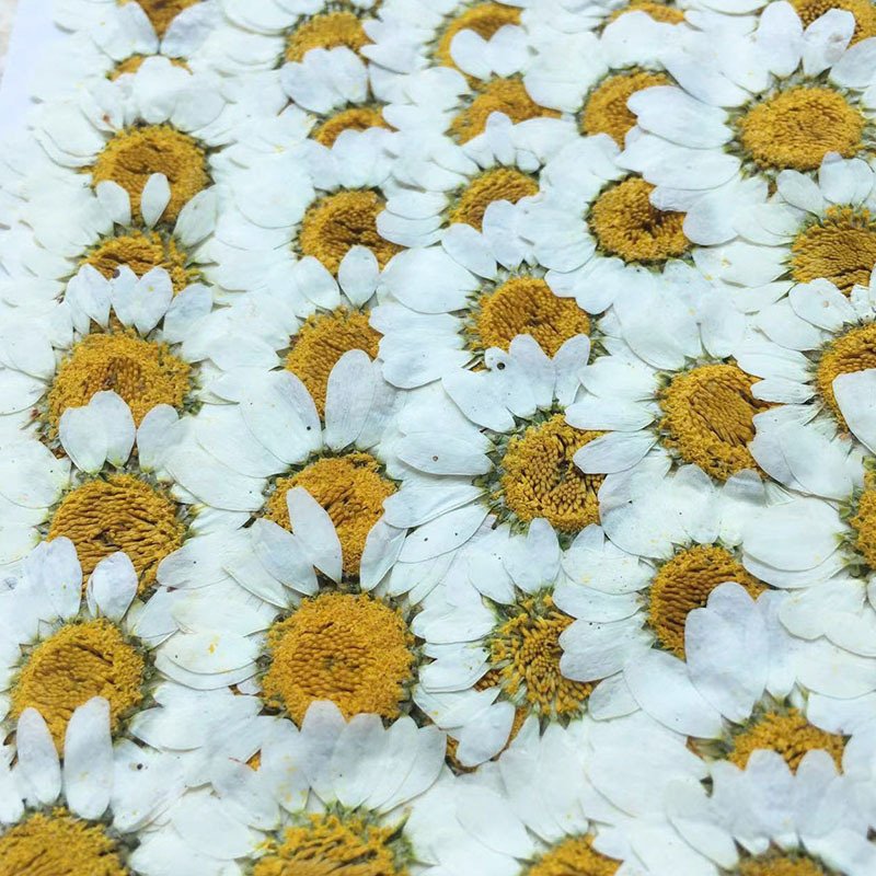 Natural Real Flowers Dried Pressed Little Daisy Original Color Dried Pressed Flowers For Resin