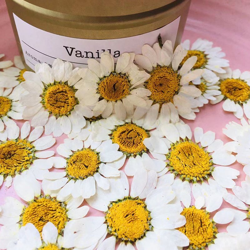 Natural Real Flowers Dried Pressed Little Daisy Original Color Dried Pressed Flowers For Resin