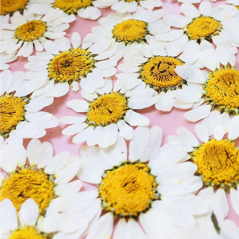 Natural Real Flowers Dried Pressed Little Daisy Original Color Dried Pressed Flowers For Resin