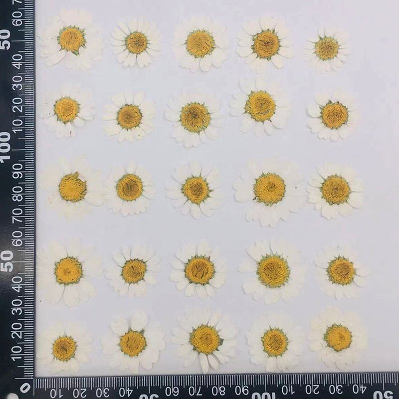 Natural Real Flowers Dried Pressed Little Daisy Original Color Dried Pressed Flowers For Resin
