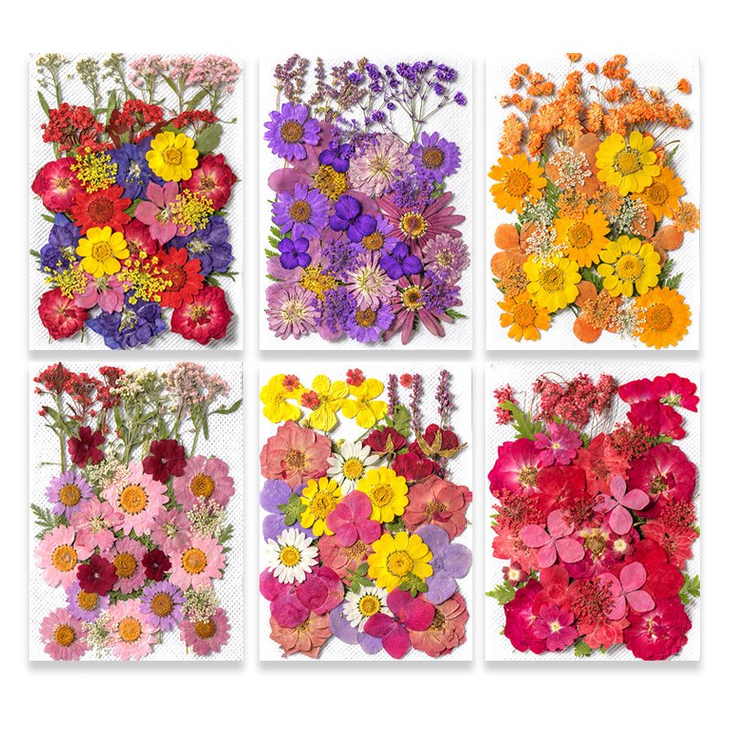 ZS026 Wholesale Mixed Pressed Dried Flowers Real Natural Dry Flower DIY Makeup Nail Phone Case Frame Plant Flower Specimens