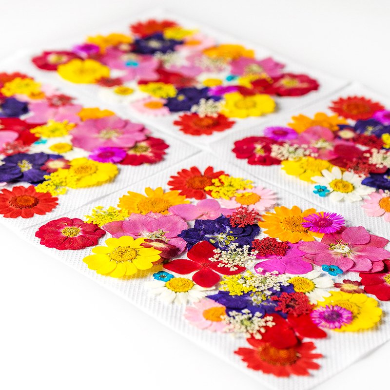 ZS026 Wholesale Mixed Pressed Dried Flowers Real Natural Dry Flower DIY Makeup Nail Phone Case Frame Plant Flower Specimens