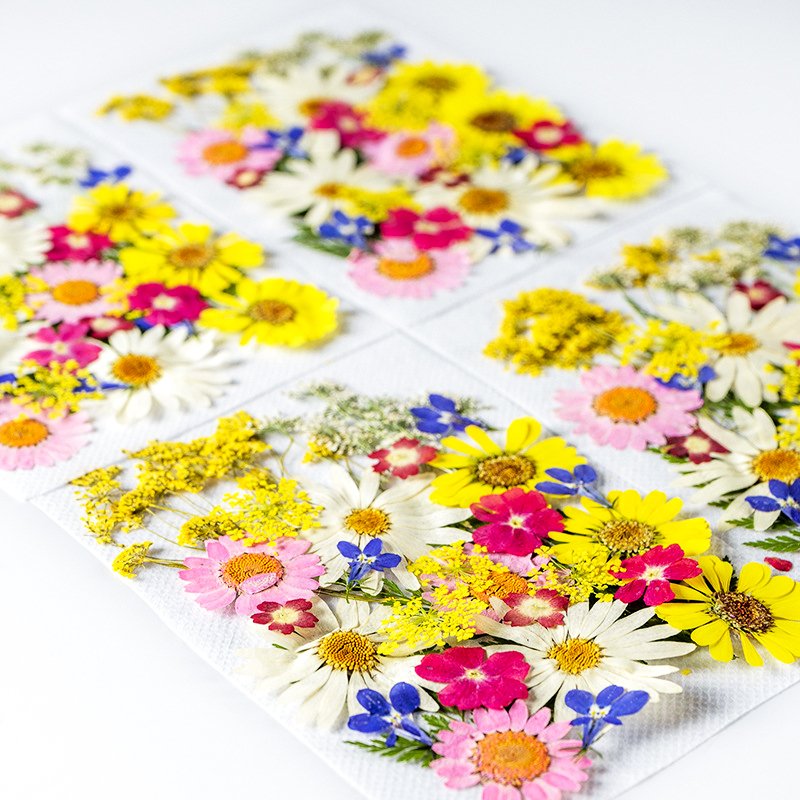 ZS026 Wholesale Mixed Pressed Dried Flowers Real Natural Dry Flower DIY Makeup Nail Phone Case Frame Plant Flower Specimens