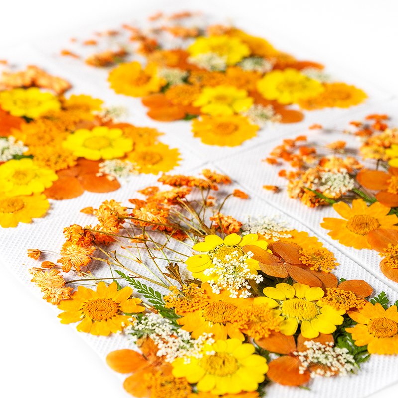 ZS026 Wholesale Mixed Pressed Dried Flowers Real Natural Dry Flower DIY Makeup Nail Phone Case Frame Plant Flower Specimens