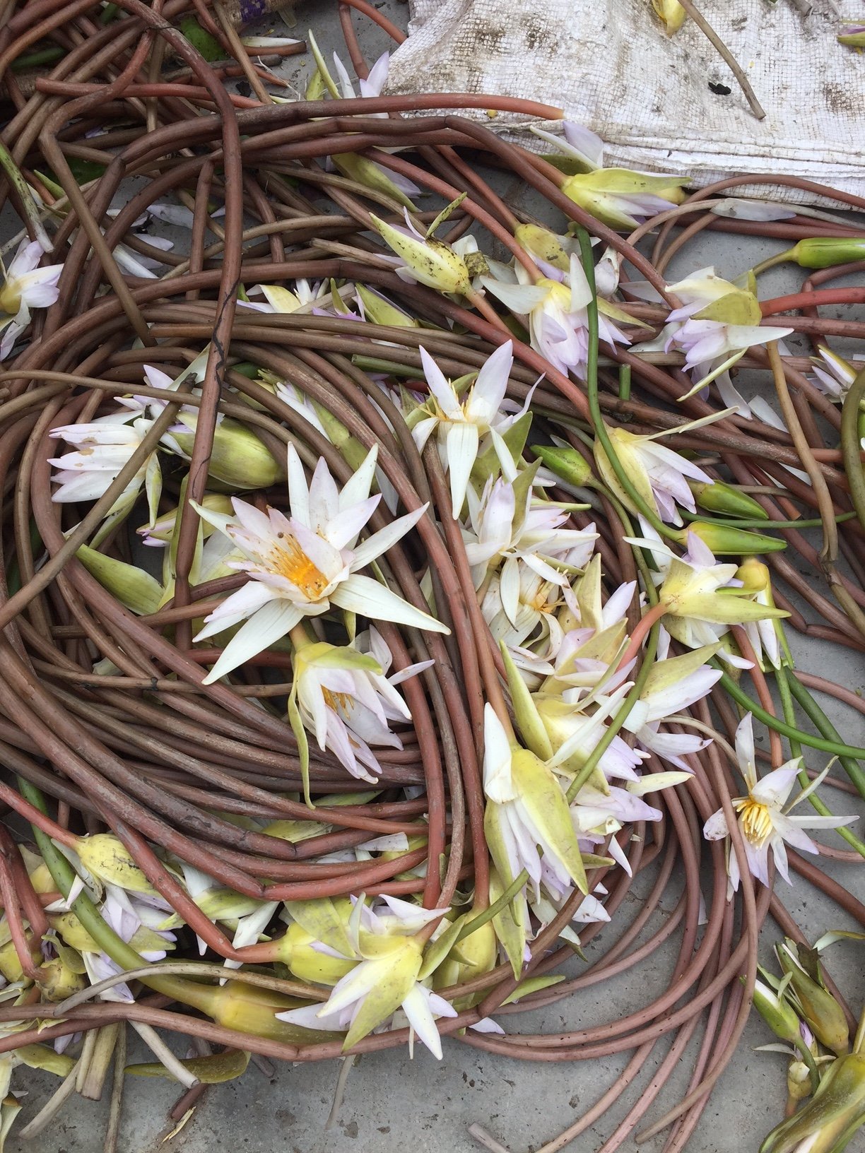 Dried Nymphaea Caerulea Flowers from India