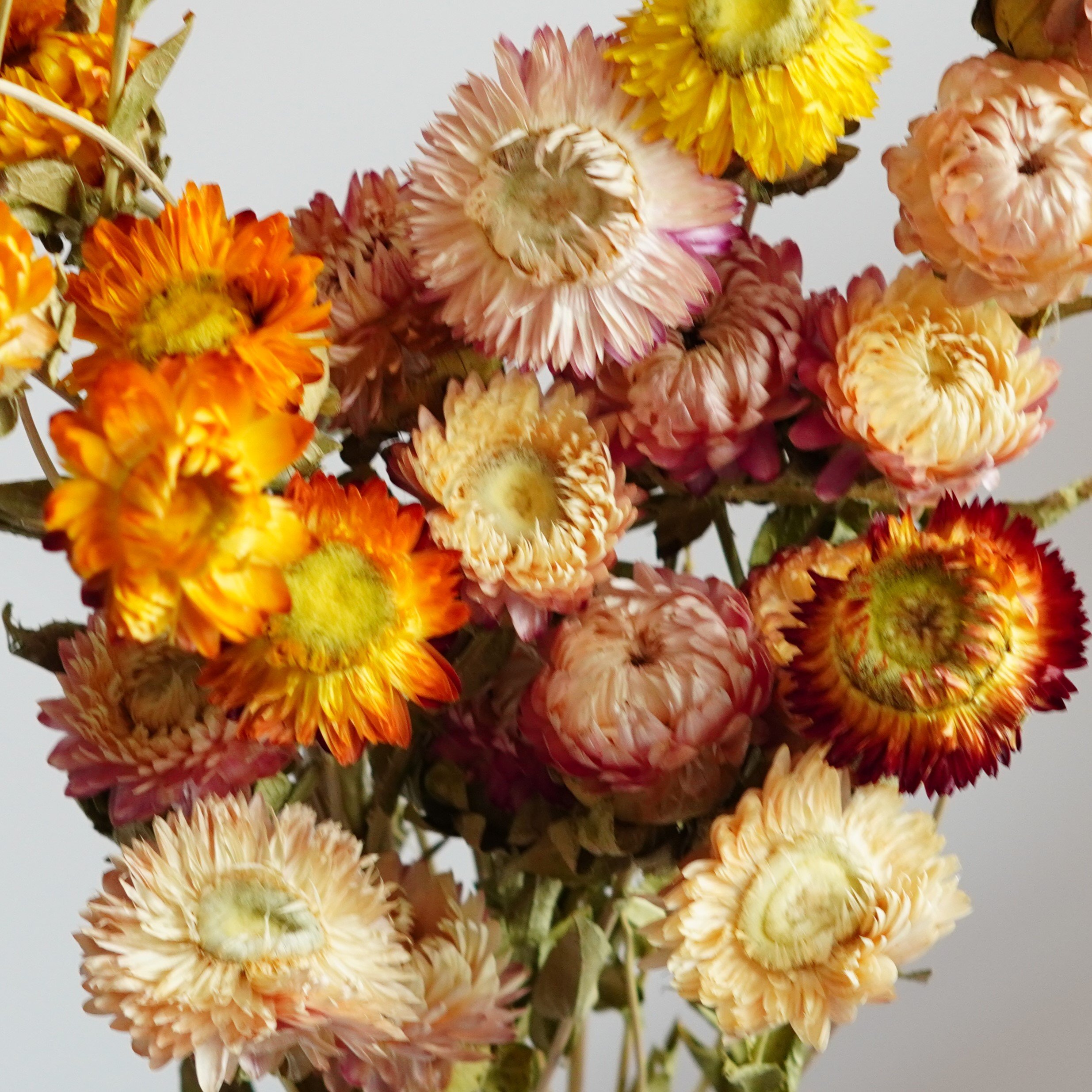 Dried Strawflower Stems for decor, arrangements, centerpieces, wreaths,Dry Daisy/Chrysanthemum Bouquet