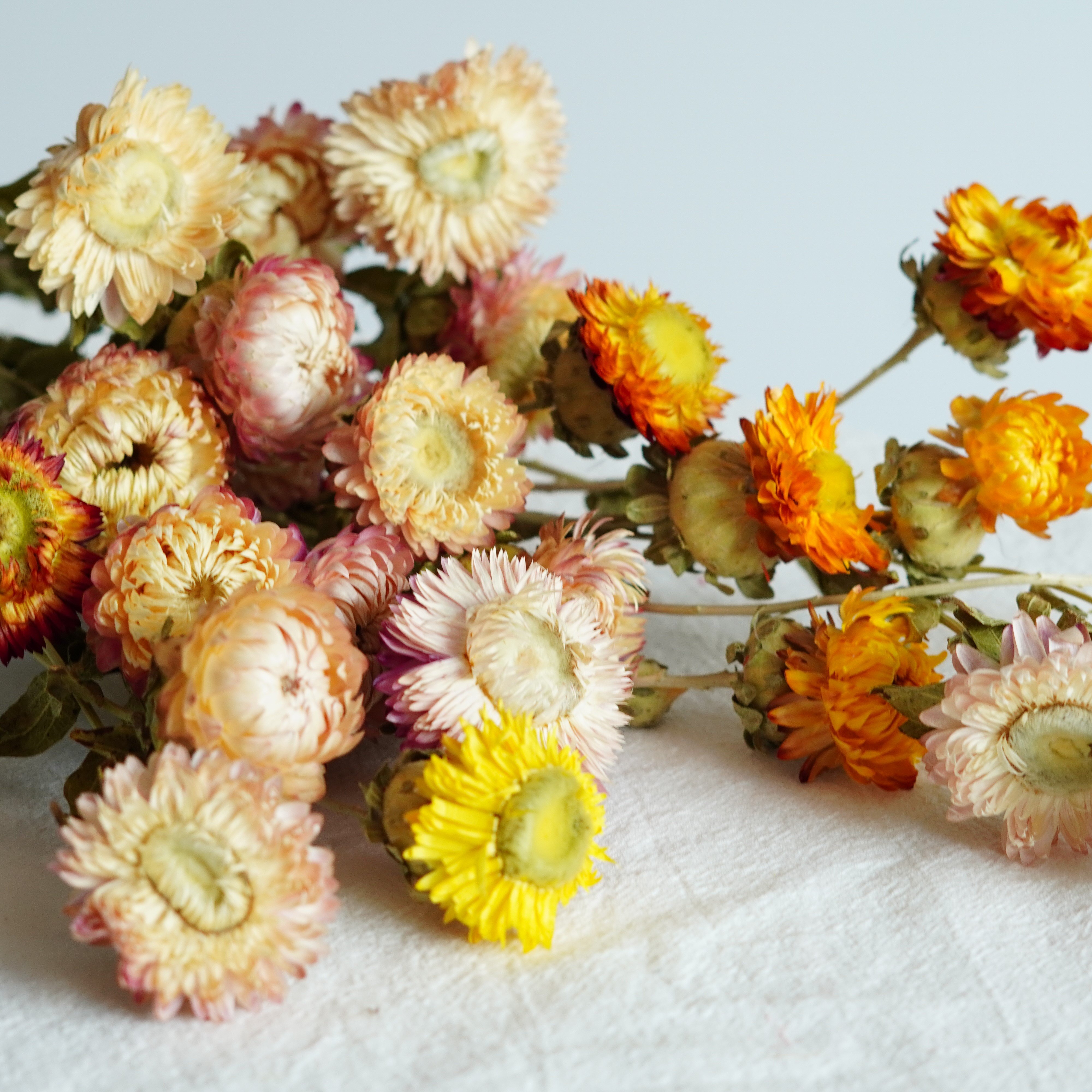 Dried Strawflower Stems for decor, arrangements, centerpieces, wreaths,Dry Daisy/Chrysanthemum Bouquet