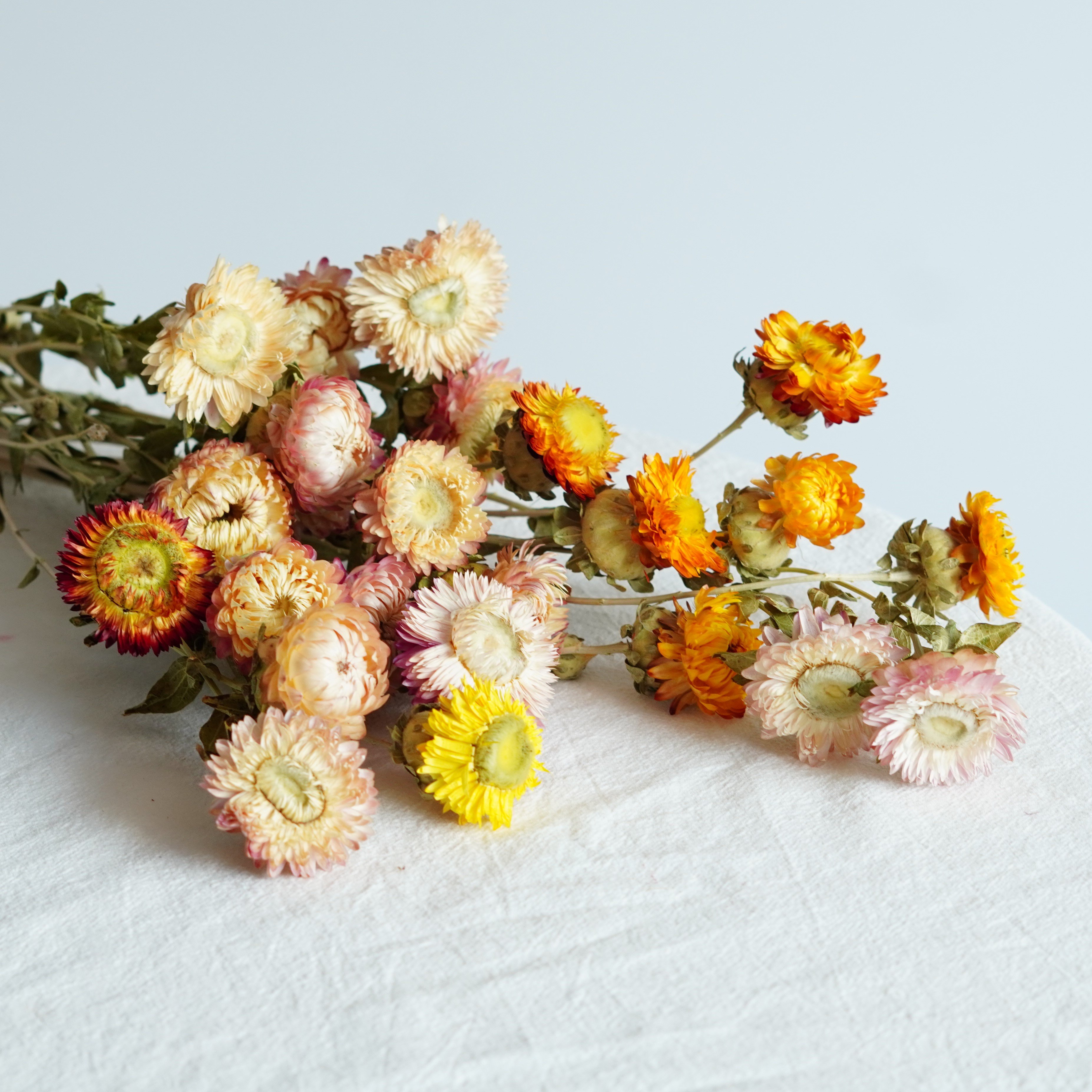 Dried Strawflower Stems for decor, arrangements, centerpieces, wreaths,Dry Daisy/Chrysanthemum Bouquet