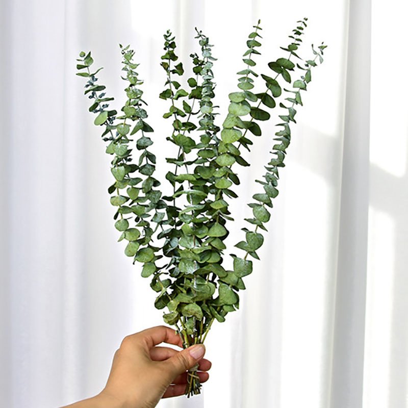 Wholesale plants dried eucalyptus leaves dry eucalyptus leaf for Christmas home decorative
