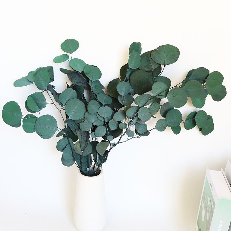 Wholesale plants dried eucalyptus leaves dry eucalyptus leaf for Christmas home decorative