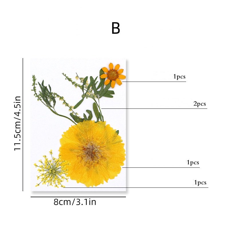 MNR2117 5 pieces mixed color and mixed size dried flowers for Kindergarten's DIY activity