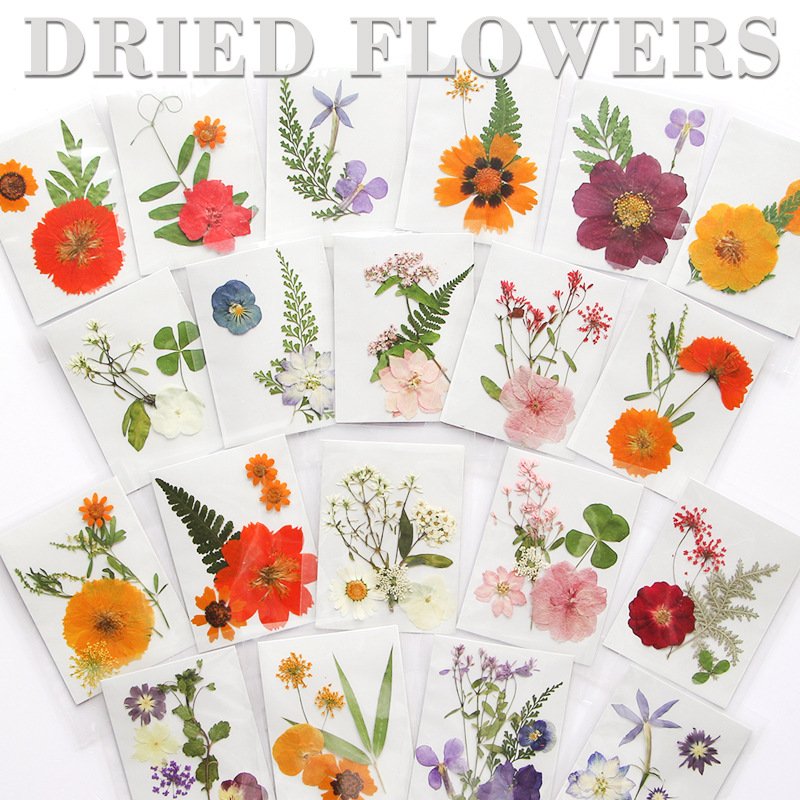 MNR2117 5 pieces mixed color and mixed size dried flowers for Kindergarten's DIY activity