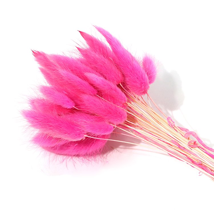 Wholesale Rabbit Tail Grass Dried Flowers Bouquet Preserved Real Flower 60pcs/bunch Bunny Tail Grass