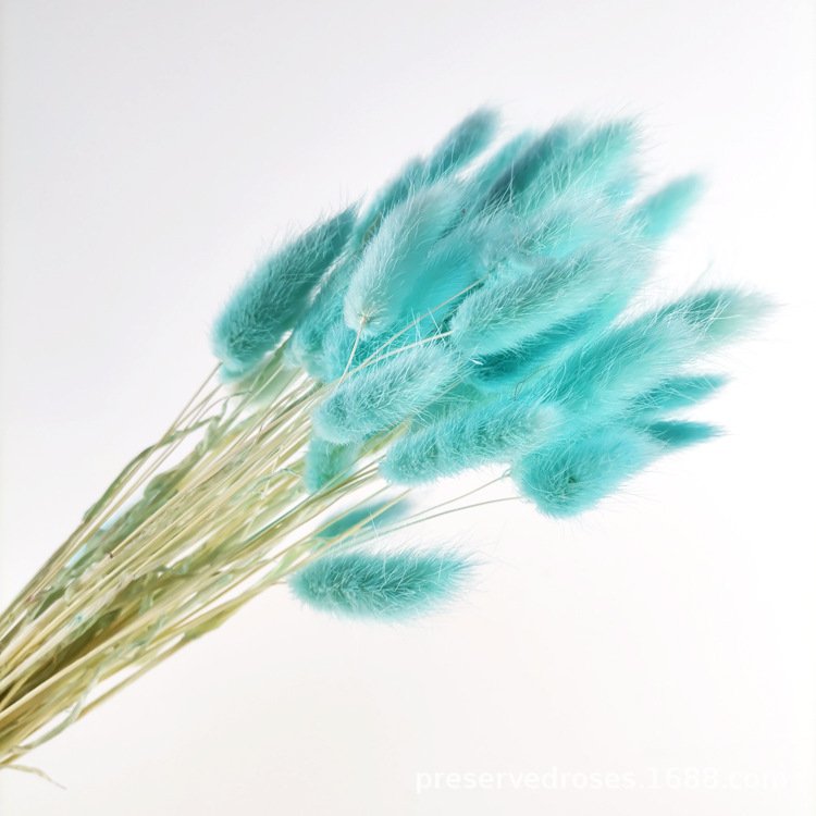 Wholesale Rabbit Tail Grass Dried Flowers Bouquet Preserved Real Flower 60pcs/bunch Bunny Tail Grass
