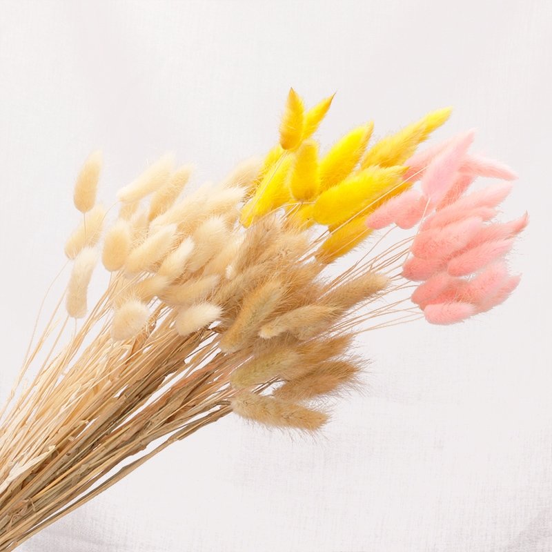 Wholesale Rabbit Tail Grass Dried Flowers Bouquet Preserved Real Flower 60pcs/bunch Bunny Tail Grass