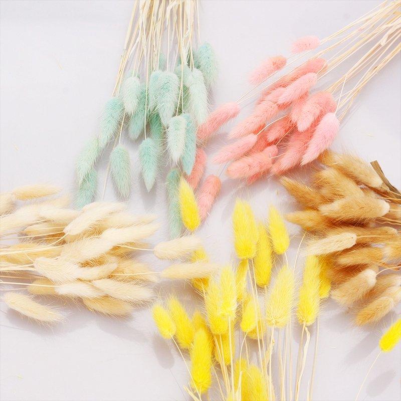 Wholesale Rabbit Tail Grass Dried Flowers Bouquet Preserved Real Flower 60pcs/bunch Bunny Tail Grass