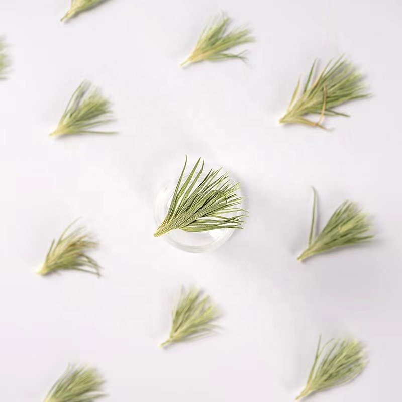 MNR2003 Natural pressed dried leaves for resin phone case