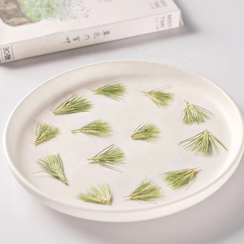 MNR2003 Natural pressed dried leaves for resin phone case