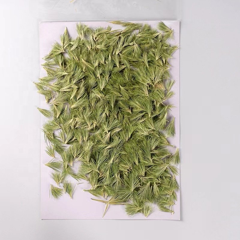 MNR2003 Natural pressed dried leaves for resin phone case