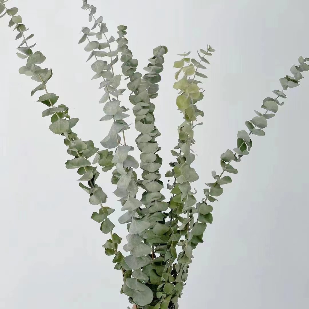 On sale Hot Selling Dried Eucalyptus Leaves For home /wedding decoration leaves