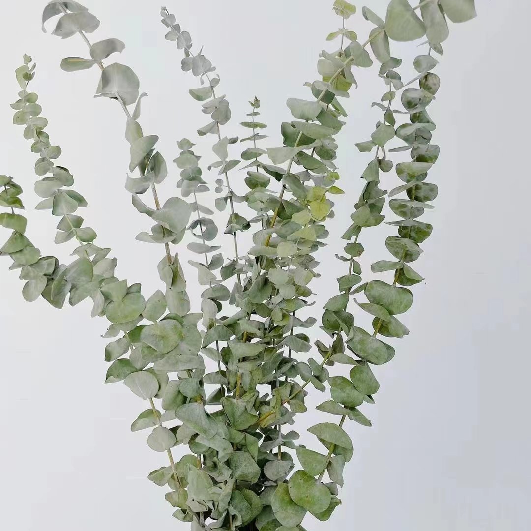 On sale Hot Selling Dried Eucalyptus Leaves For home /wedding decoration leaves