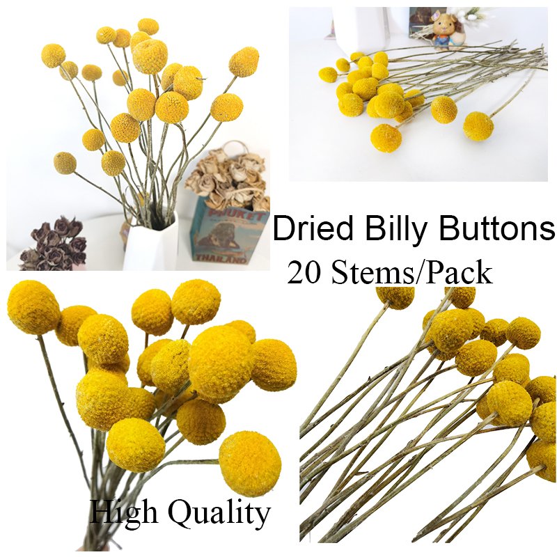 2023 Hot Selling Dried Golden Ball Flower Bouquet Yellow Bleached Dried Billy Button Dried Craspedia For Home Wedding Decoration