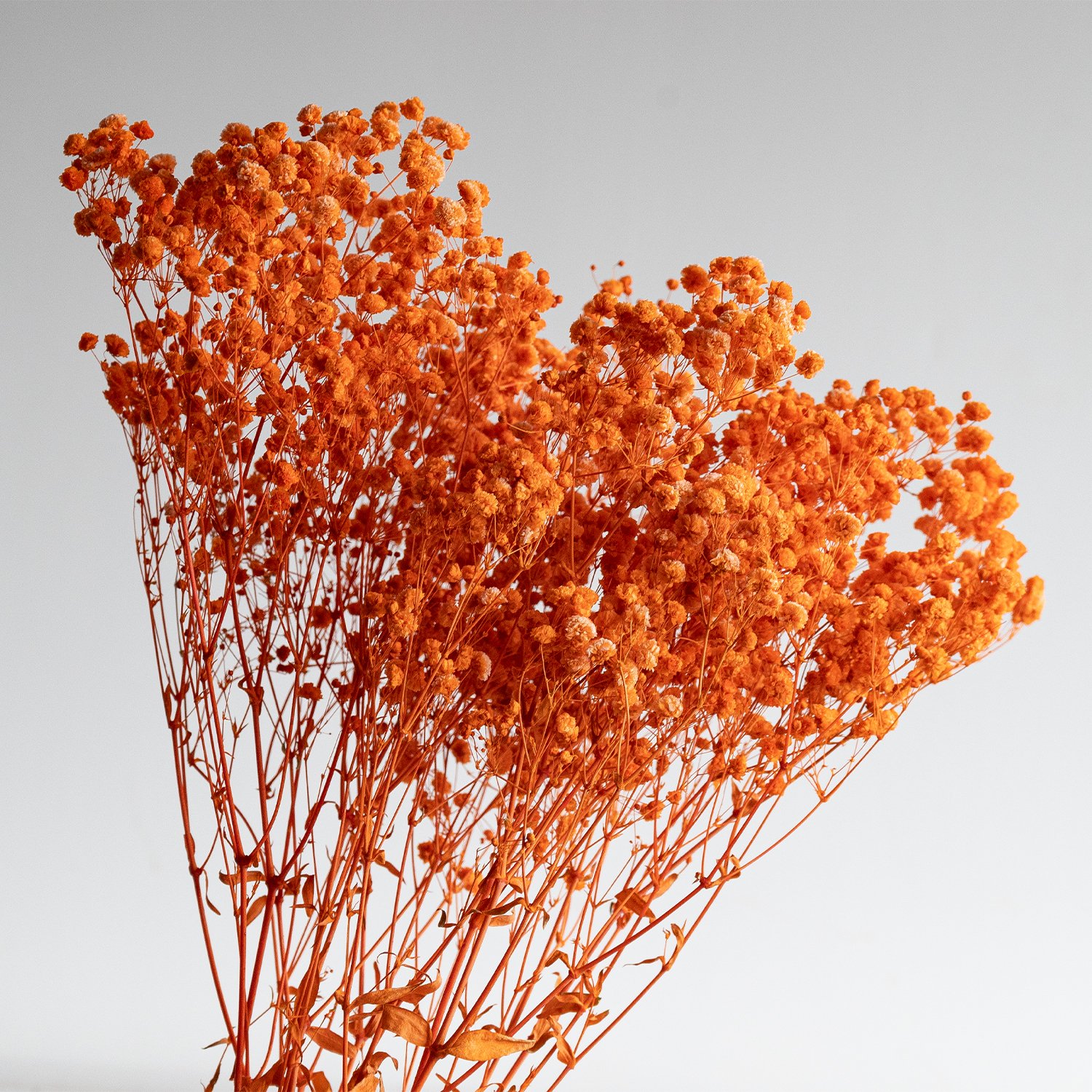 Factory Wholesale orange preserved baby's breath floral dried baby breath gypsophila babysbreath bouquet flower